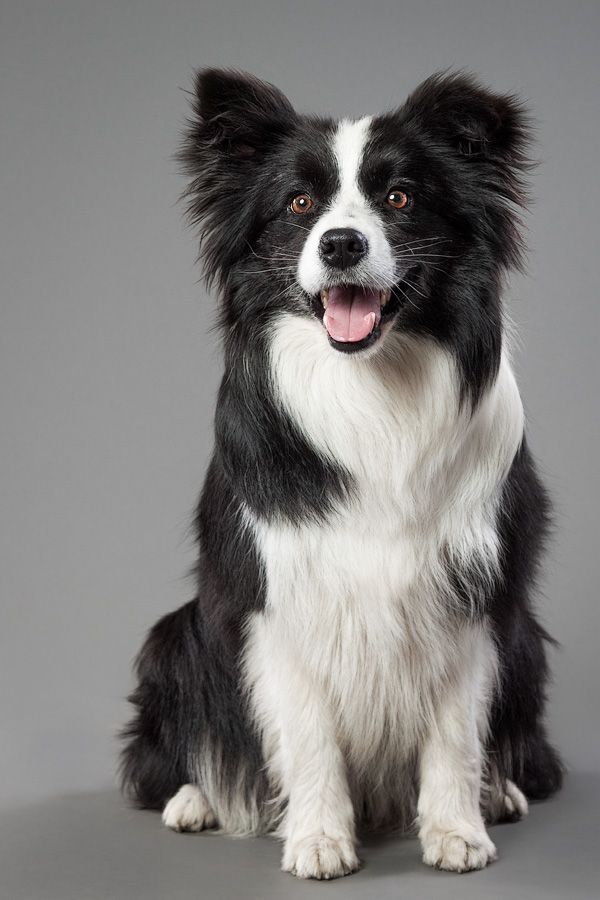 Dog Parents before