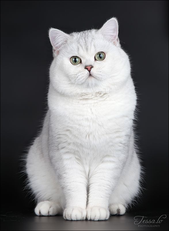 Cat Lovers before