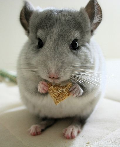 Gifts for Pet Owners before