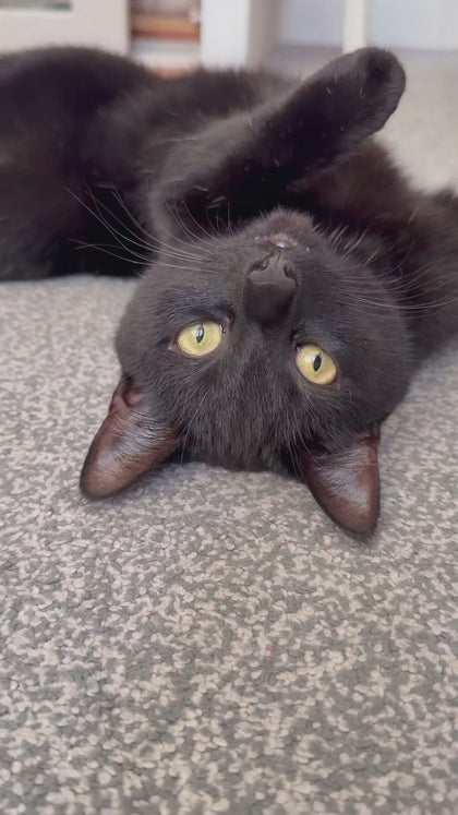 Close-up video of a personalized cat keychain showing full-color 3D fur details